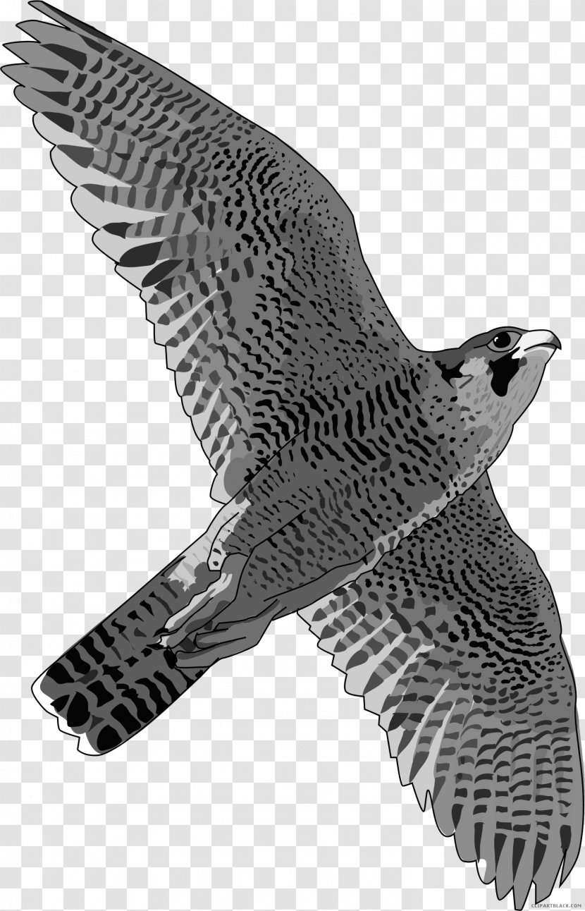 Bird Peregrine Falcon Hawk T-shirt - Tree Transparent PNG