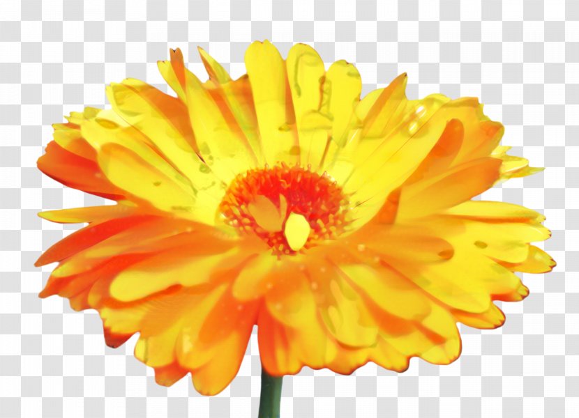 Floral Flower Background - Calendula - Wildflower Annual Plant Transparent PNG