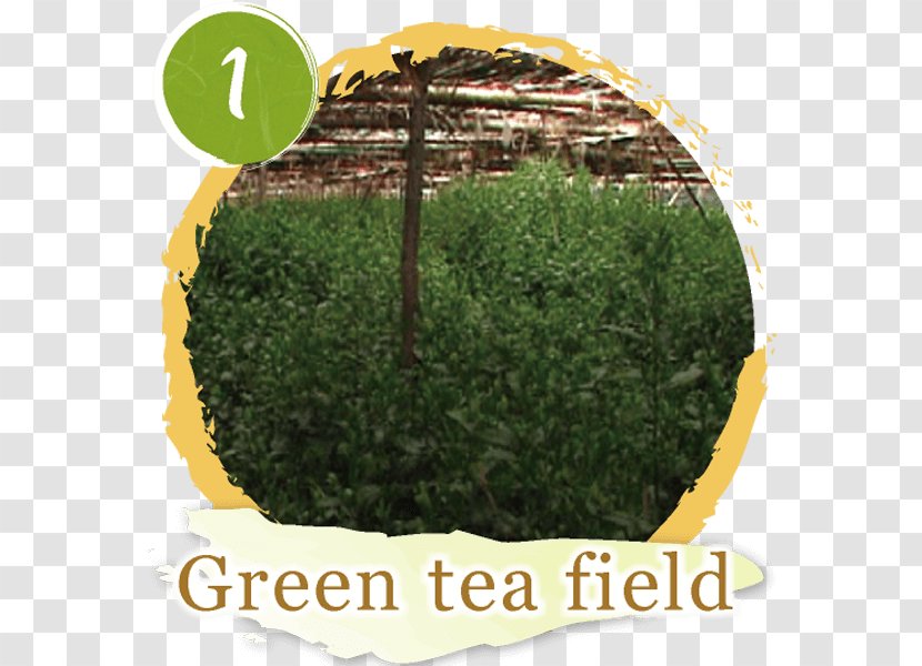 Tea Room こばやし茶店 小林松涛園本店 Matcha - Aonori - Fermented Leaves Process Transparent PNG