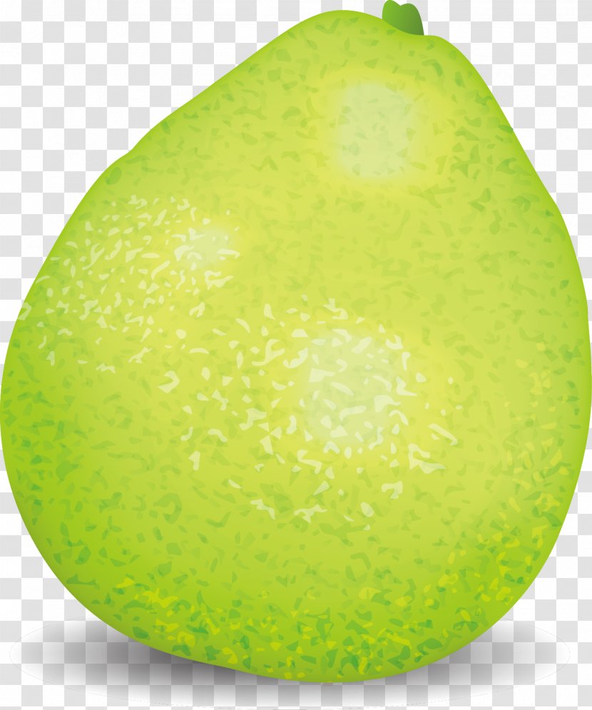 Grapefruit Pomelo - Key Lime - Green Vector Transparent PNG