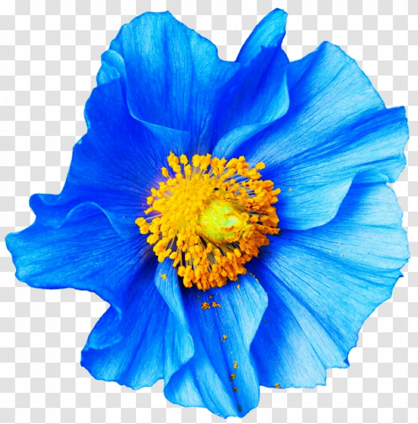 Poppy Flower Blue Papaver Nudicaule Petal - Anemone Transparent PNG
