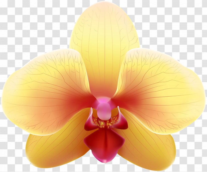 Yellow Orchids Clip Art - Copyright - Transparent Orchid Image Transparent PNG