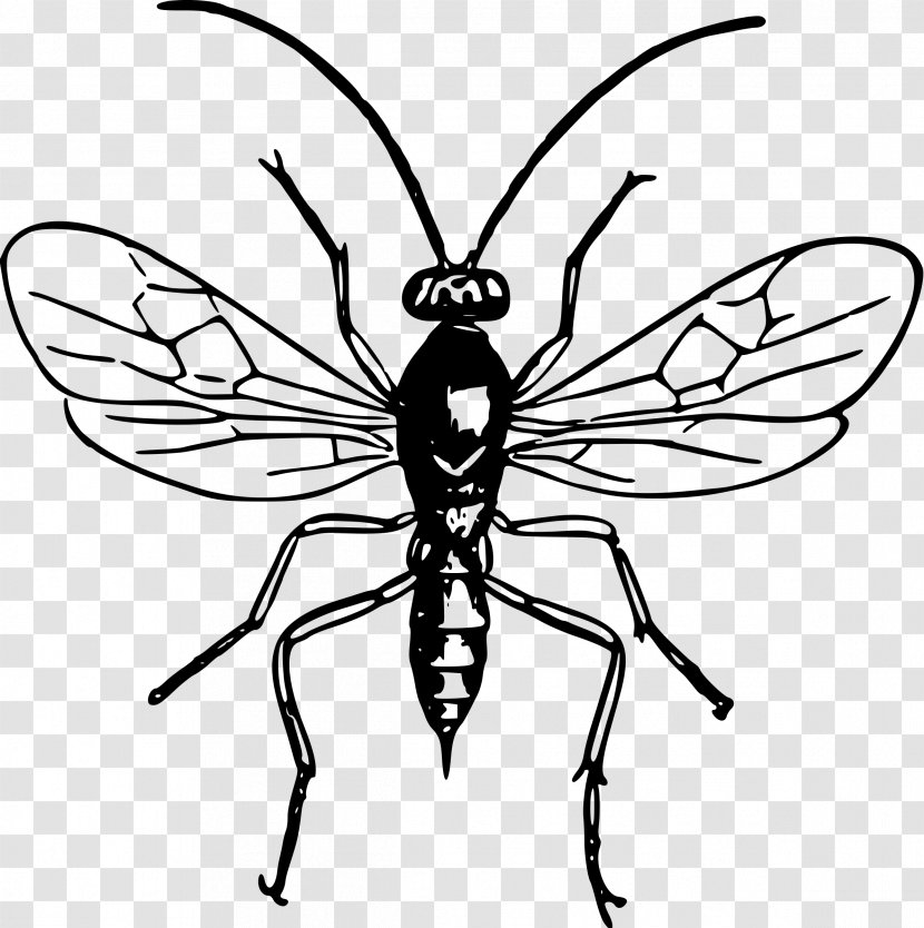 Insect Bee Wasp Drawing Clip Art - Wing - Insects Transparent PNG
