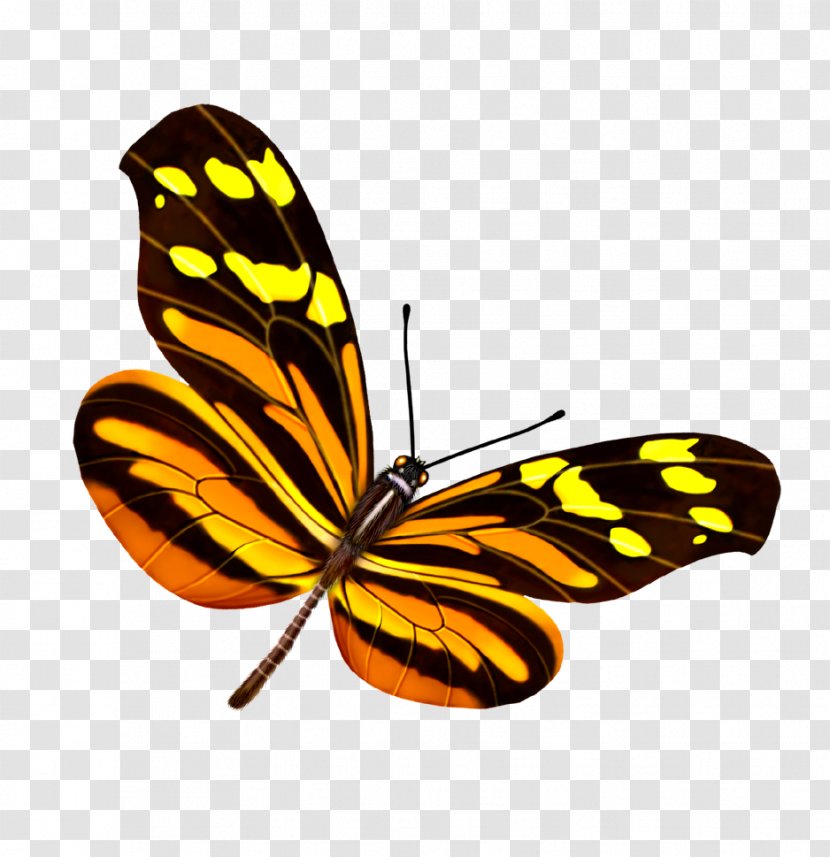 Butterfly Yellow Google Images Transparent PNG