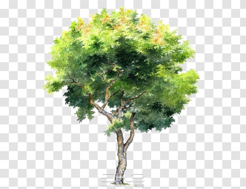 Tree - Grass - Hand-painted Trees Transparent PNG