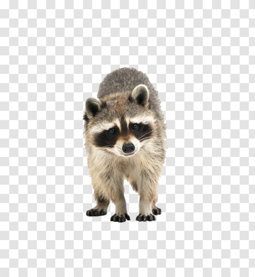 Raccoon Cuteness Icon Transparent PNG