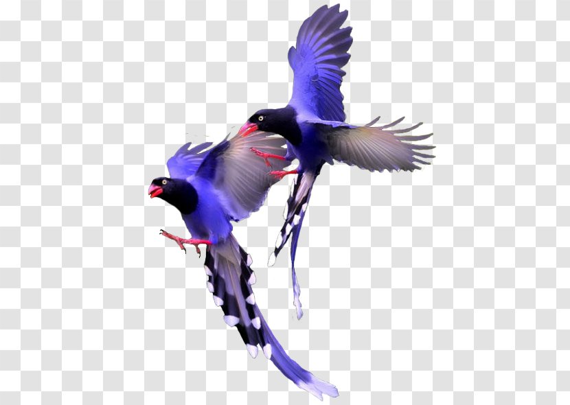 Bird Color Beak - Black Transparent PNG