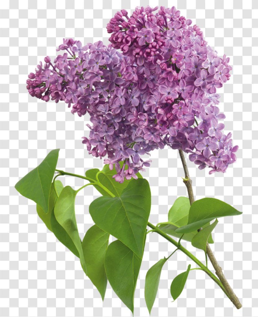 Common Lilac Lavender Clip Art - Purple Flowers Transparent PNG