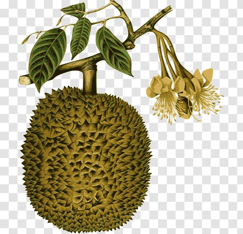 Durio Zibethinus Thai Cuisine Kutejensis Fruit Southeast Asia - Food - Durian Ornament Transparent PNG