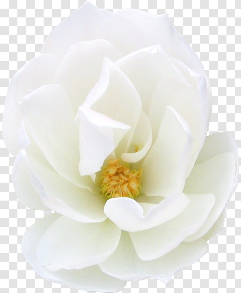 Gardenia Magnoliaceae Petal Family - Rose Order Transparent PNG