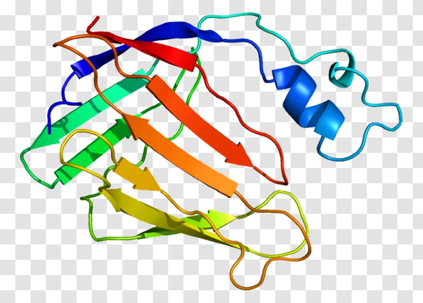 CRABP2 Gene Cell Retinoic Acid Binding - Cartoon - Tree Transparent PNG