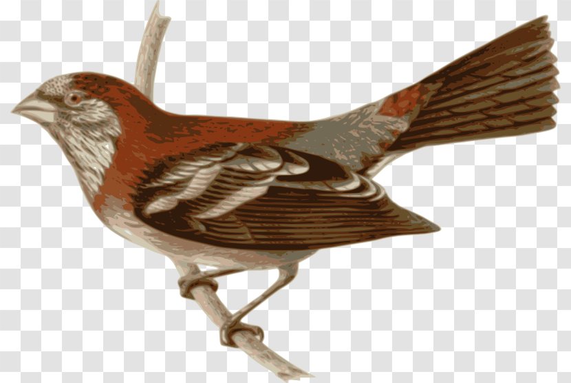 Bird Three-banded Rosefinch Clip Art Transparent PNG