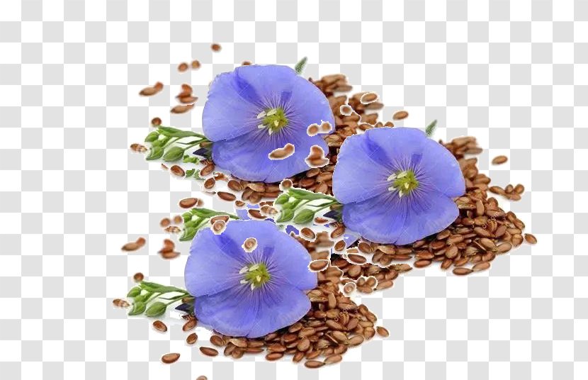 Flax Seed Stock Photography Flower Food - Violet Family - Blood Circulation Transparent PNG
