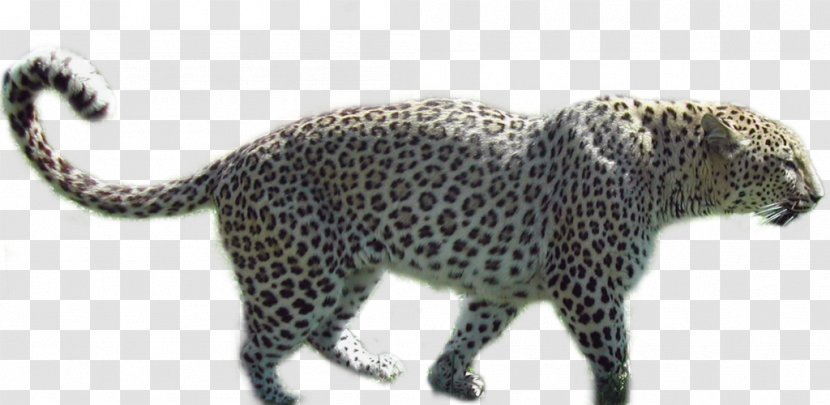 Leopard Jaguar Black Panther Cheetah - Wildlife - Zebra Pattern Background Transparent PNG