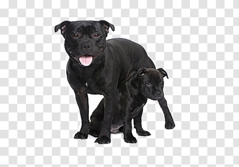 Staffordshire Bull Terrier American Pit - Yorkshire - Puppy Transparent PNG