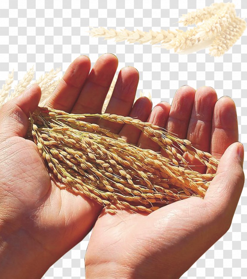Silo Wheat Food Grain Maize Cereal - Hand Transparent PNG