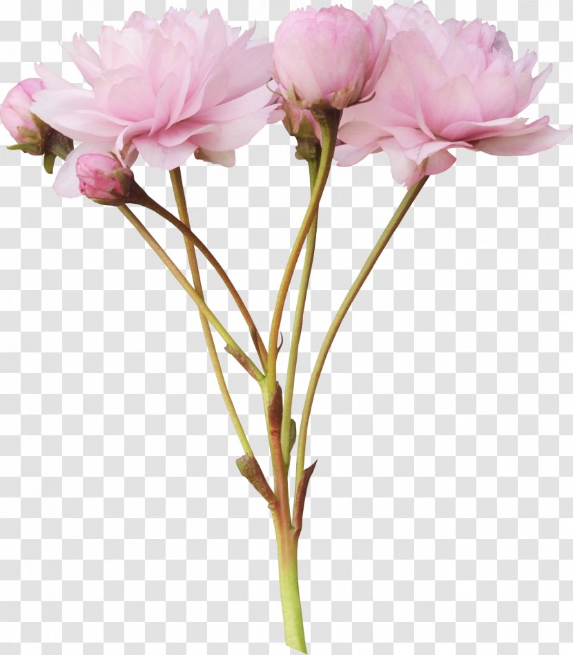 Pink Flowers Rose Clip Art - Plant Stem - And Floral Design Pattern Material Transparent PNG