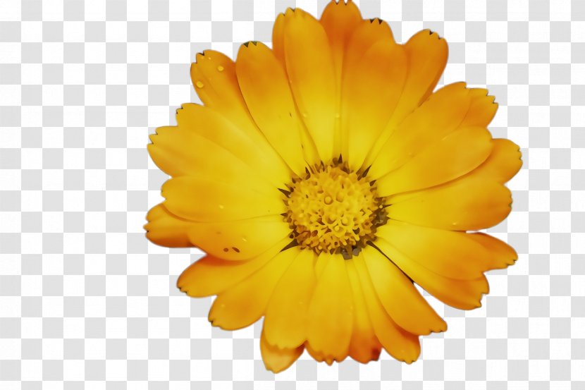 Blossom Background - Daisy Family - Perennial Plant Sunflower Transparent PNG