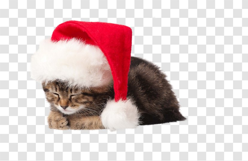 Kitten Cat Santa Claus Puppy Christmas - Whiskers - Free To Pull The Picture Material Transparent PNG