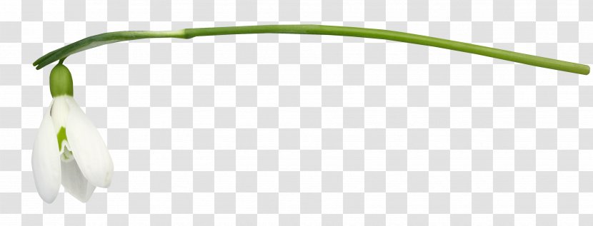 Product Design Flower - Plant Transparent PNG