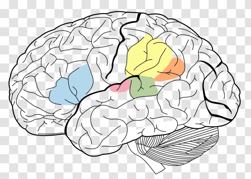 Brain Broca's Area Wernicke's Angular Gyrus Cerebral Cortex - Heart Transparent PNG