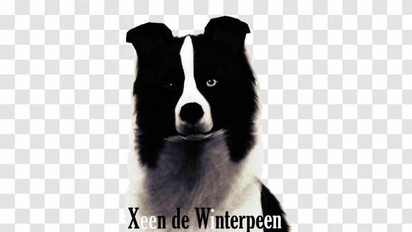 Border Collie Karelian Bear Dog Breed Puppy Rough Transparent PNG