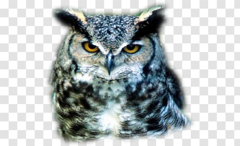 Great Grey Owl Bird Hantaoma Malombra - 50cent Transparent PNG