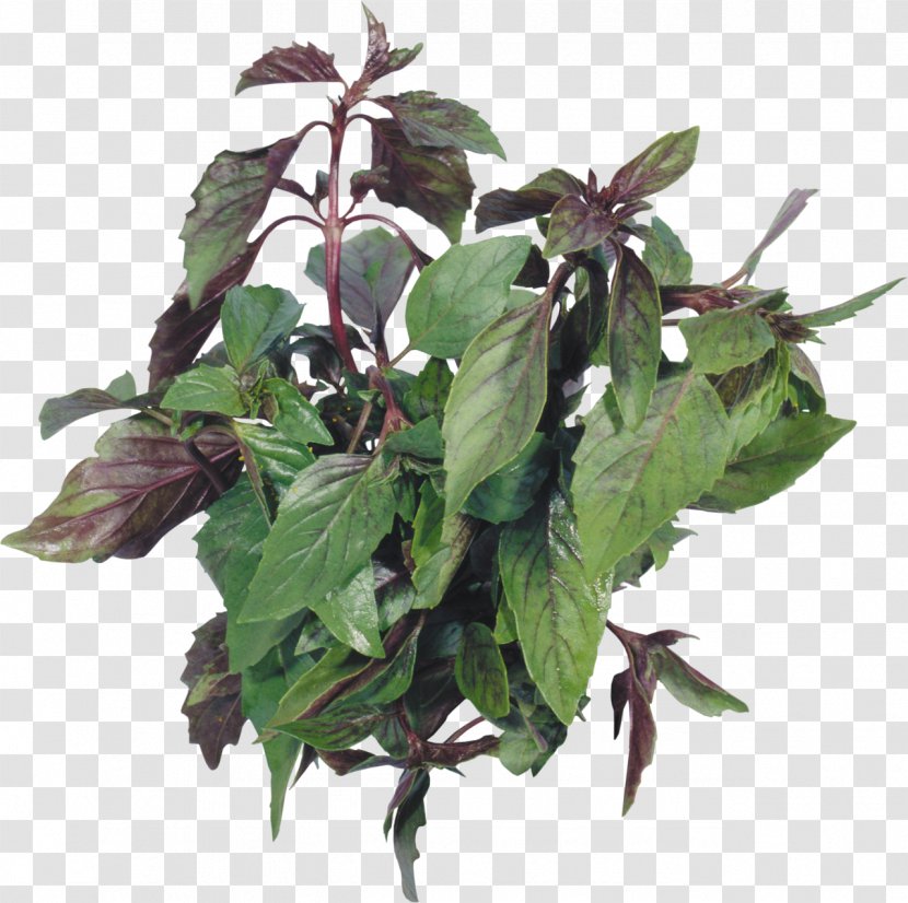 Herb Beefsteakplant Peppermint Basil Spice Transparent PNG