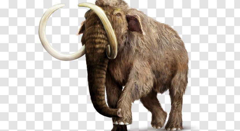 African Elephant Woolly Mammoth Asian Mammal - Game Transparent PNG