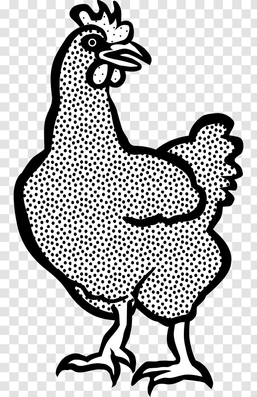 Plymouth Rock Chicken White-faced Black Spanish Rooster Drawing Hen - Livestock - Tier Transparent PNG