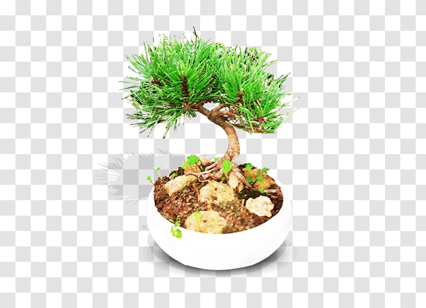 Bonsai Flowerpot Vase Ornamental Plant Tree Transparent PNG