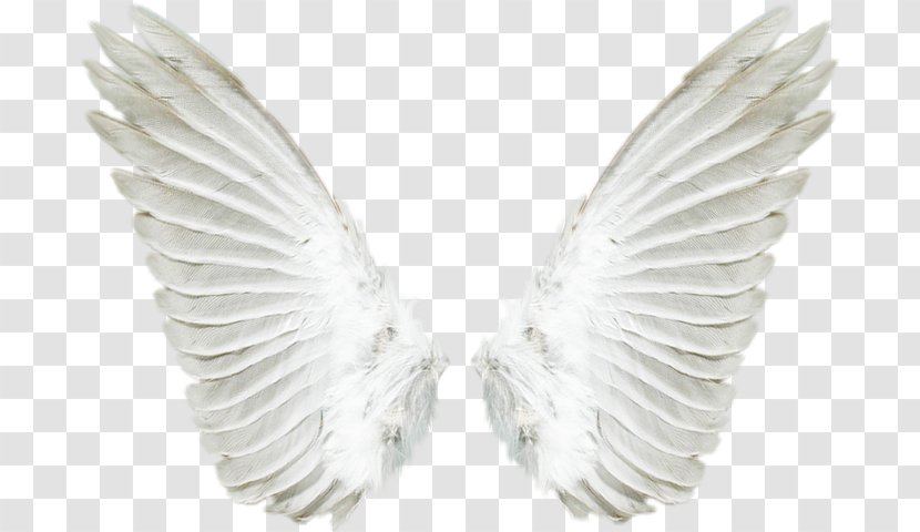 Image Photograph Psd Vector Graphics - Wing - Angel Transparent PNG