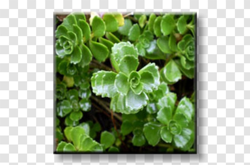 Two-row Stonecrop Crassulaceae Succulent Plant Crassula Helmsii White - Leaf Transparent PNG