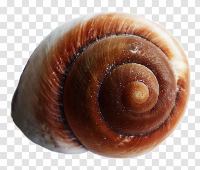 Snail Sea Urchin Seashell - Veneroida - Shell Transparent PNG