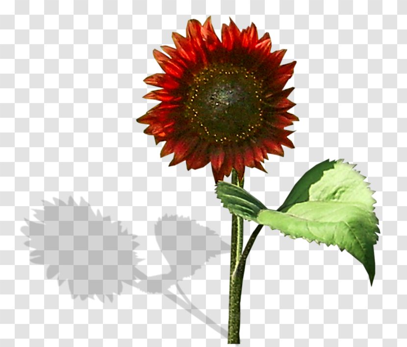 Common Sunflower Red Transvaal Daisy - Leaf Transparent PNG