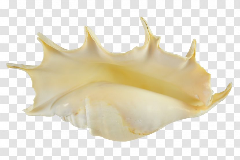 Seashell Lambis Truncata Shankha Sea Snail - Jaw - Conch Transparent PNG