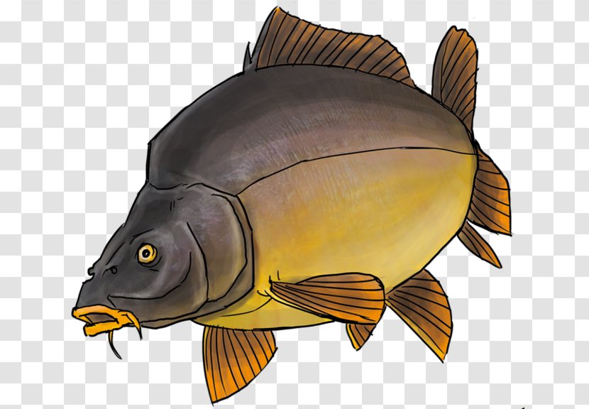 Carp Freshwater Fish Koi Drawing - Marine Biology - Mandala/ Transparent PNG