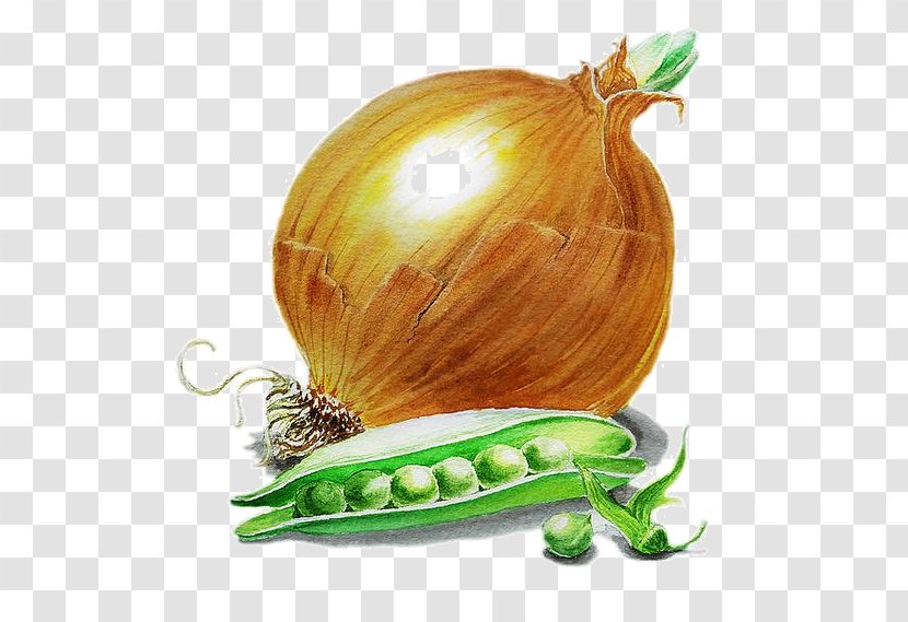 French Onion Soup Painting Scallion Vegetable - Hand-painted Transparent PNG