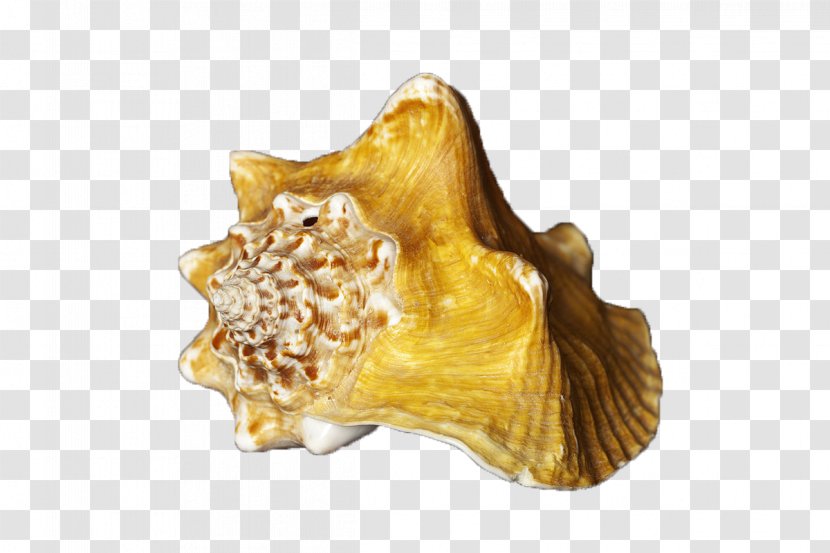 Seashell Sea Snail - Information - Conch Transparent PNG