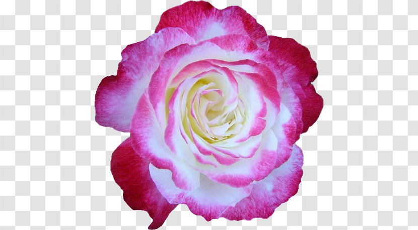 Garden Roses Flower Centifolia Album Yandex Search Transparent PNG
