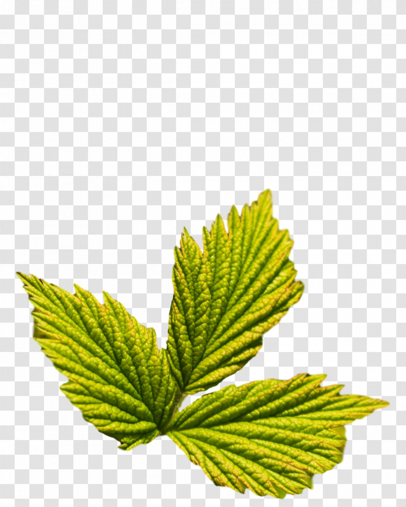 Leaf Herb M-tree Tree Science Transparent PNG