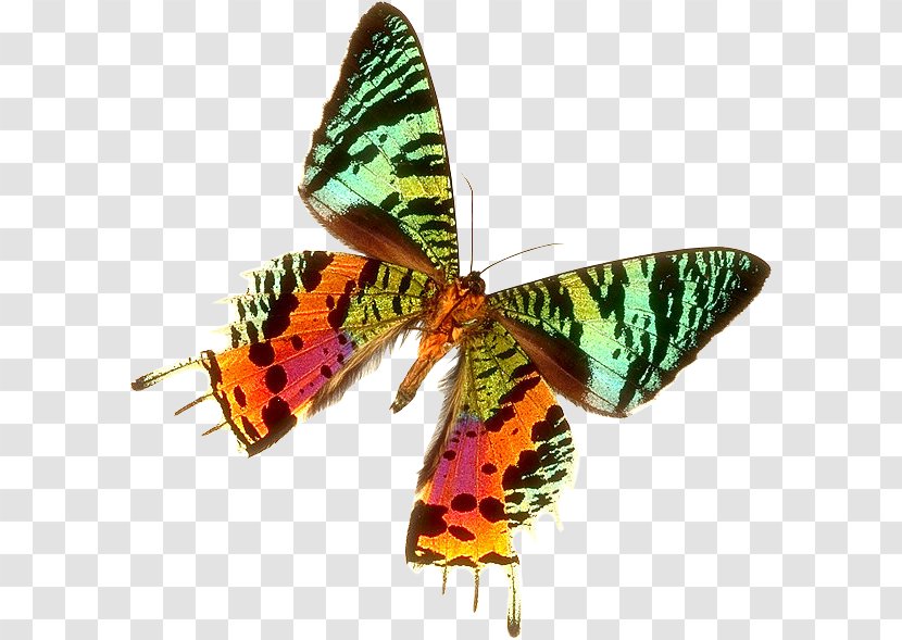 Moth Butterfly Chrysiridia Rhipheus Great North Woods Karner Blue - Arthropod Transparent PNG