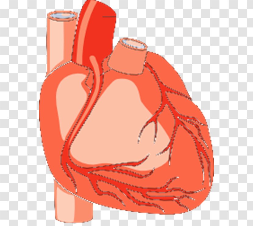 Heart Medicine Clip Art - Flower - Do Vector Transparent PNG