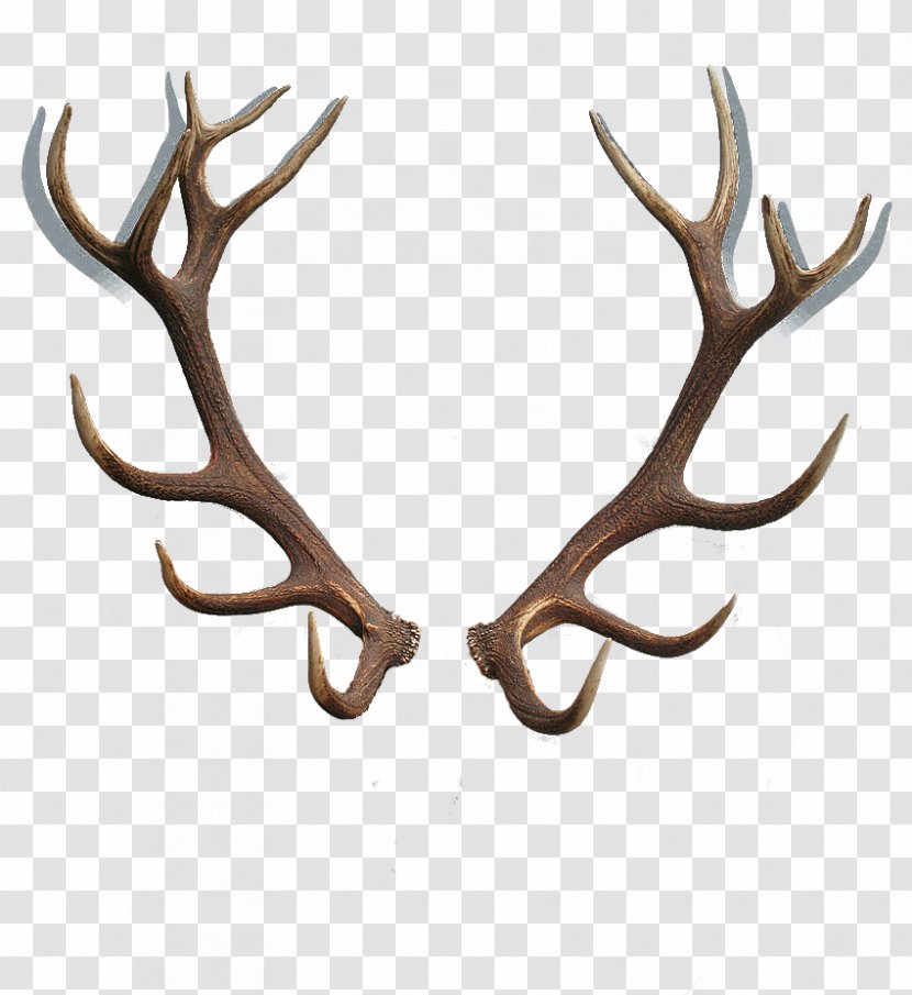 Moose Reindeer Red Deer Antler - Stock Photography Transparent PNG