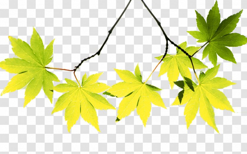 Maple Leaf Autumn - Flowering Plant - Leaves Transparent PNG