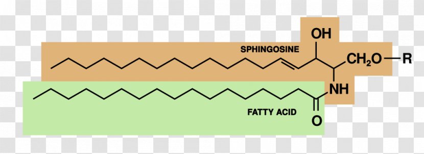 Sphingolipid Glucocerebroside Glycerophospholipid - Rectangle - Text Transparent PNG