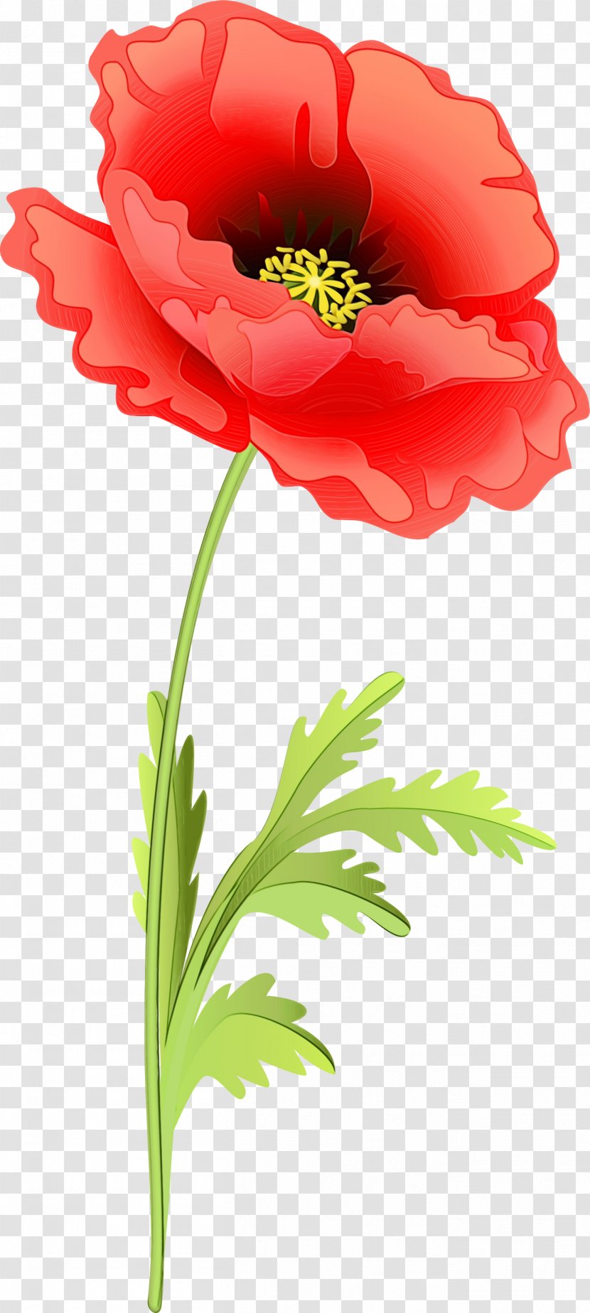 Flower Flowering Plant Red Clip Art - Corn Poppy Transparent PNG
