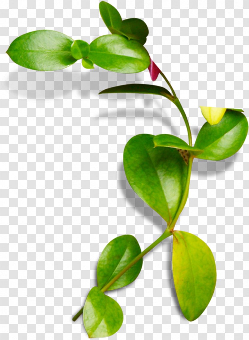 Leaf High-definition Television - Plant - Vines Are Available For Free Download Transparent PNG