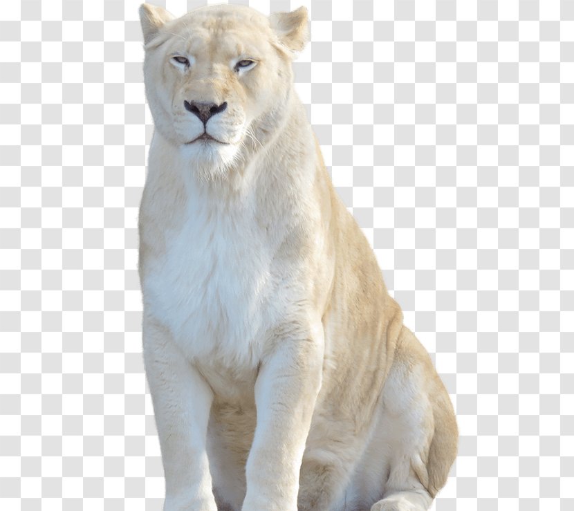 White Lion Cheetah Felidae Tiger - Cat Like Mammal Transparent PNG