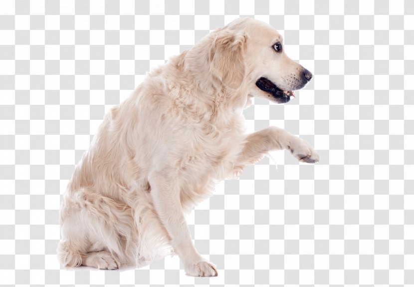 Dog Amazon.com Cat Bandage Wrist - Like Mammal - Golden Retriever Transparent PNG
